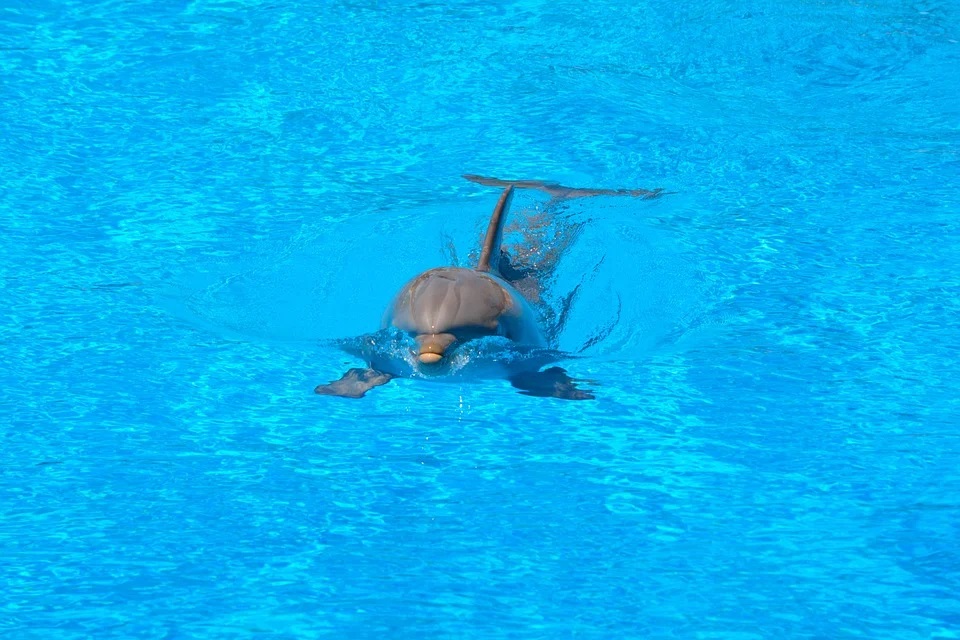 Евпаторийский дельфинарий фото 